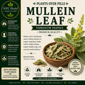 Mullein Leaf c/s