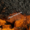Chaga Mushroom | Antioxidant,Vital Strength
