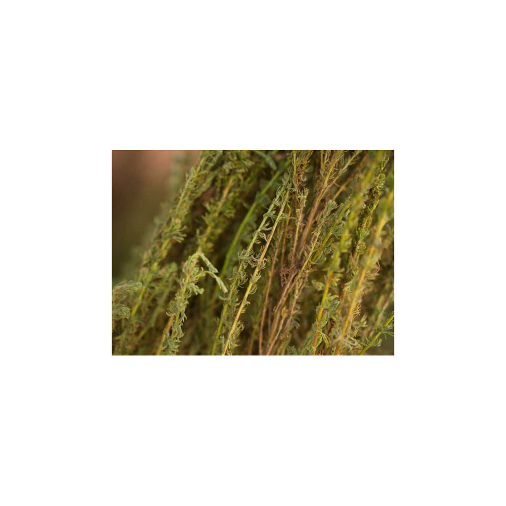 doTERRA Balance Oil 15ml