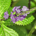 Jamaican Blue Vervain (Wildcrafted)