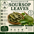 Soursop Leaves (Graviola)
